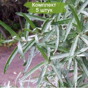Саженцы облепихи Алей (Alei)  -  комплект 5 шт.