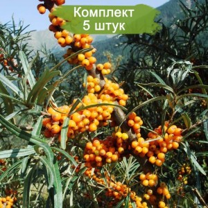 Саженцы облепихи Галерит (Galerite)  -  комплект 5 шт.