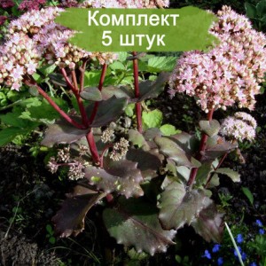 Саженцы очитка (седум) Крейзи Рафлз (Crazy Ruffles) -  комплект 5 шт.