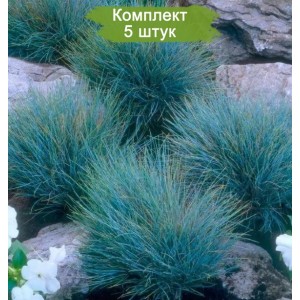 Саженцы овсяницы сизая Азурит (Azurit) -  комплект 5 шт.