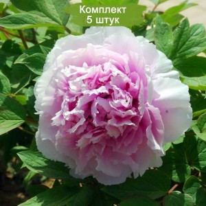 Саженцы пиона древовидного Чарминг сайтс афтер рейн (Charming Sights after Rain) -  комплект 5 шт.