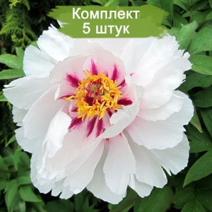 Саженцы пиона древовидного Фея Луны (Fairy Moon) -  комплект 5 шт.