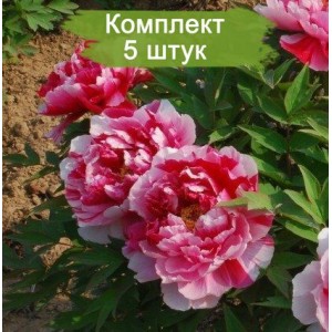 Саженцы пиона древовидного Шима Нишики (Shimanishiki) -  комплект 5 шт.