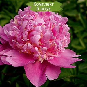 Саженцы пиона Олимпиада 80 -  комплект 5 шт.