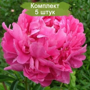 Саженцы пиона Варенька -  комплект 5 шт.