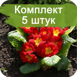 Саженцы примулы Рубра (Rubra) -  комплект 5 шт.