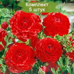 Саженцы ранункулюса (Лютик ) Ред (Red) -  комплект 5 шт.