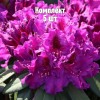 Саженцы рододендрона Азуро - комплект 5 шт.