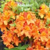 Саженцы рододендрона Глоуинг Эмберс - комплект 5 шт.