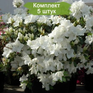 Саженцы рододендрона Плеасант Вайт (Pleasant White) (белый ) -  комплект 5 шт.