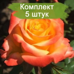 Саженцы чайно-гибридной розы Альмер Голд (Aalsmeer Gold) -  комплект 5 шт.