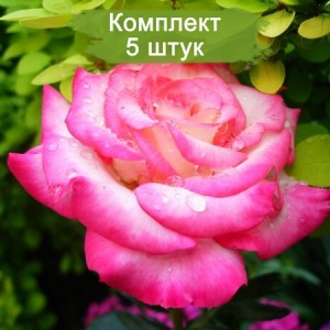 Саженцы розы флорибунды Арифа (Arifa) -  комплект 5 шт.