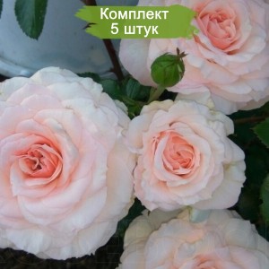 Саженцы шраб розы Бремен Штадтмузикантен (Bremer Stadtmusikanten) -  комплект 5 шт.