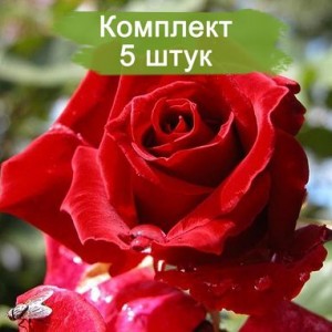 Саженцы чайно-гибридной розы Дам де Кер (Dame de Coeur) -  комплект 5 шт.
