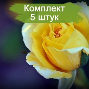Саженцы чайно-гибридной розы Джина Лоллобриджида (Gina Lollobrigida) -  комплект 5 шт.