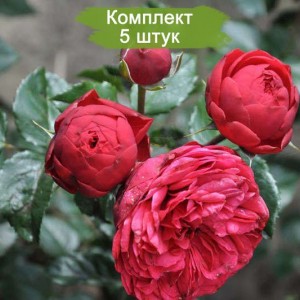 Саженцы парковой розы Фортепиано (Piano) -  комплект 5 шт.