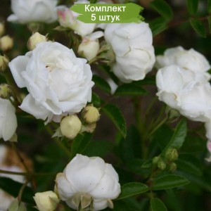 Саженцы полиантовой розы Ивонна Райбер (Yvonne Rabier) -  комплект 5 шт.