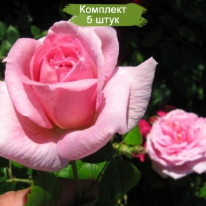 Саженцы канадской розы Ламберт Клосс (Lambert Closse) -  комплект 5 шт.