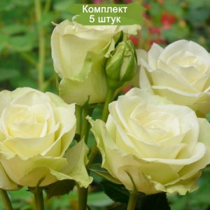 Саженцы чайно-гибридной розы Лавли Грин (Lovely Green) -  комплект 5 шт.