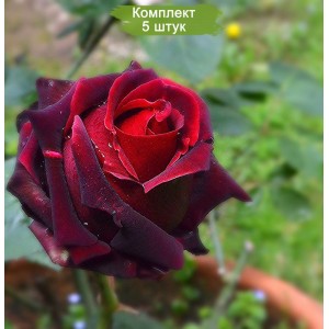 Саженцы чайно-гибридной розы Лавралет  -  комплект 5 шт.