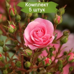 Саженцы спрей розы Лидия (Sprey Lydia) -  комплект 5 шт.
