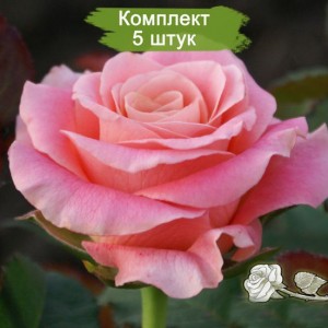 Саженцы чайно-гибридной розы Мисс Пигги (Miss Piggy) -  комплект 5 шт.