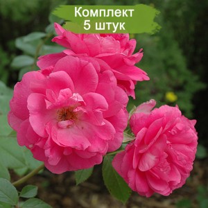 Саженцы канадской розы Моден Сентенниал (Morden Centennial) -  комплект 5 шт.