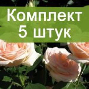 Саженцы чайно-гибридной розы Осиана (Osiana) -  комплект 5 шт.