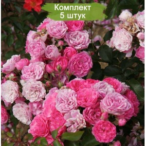 Саженцы почвопокровной розы Пинк Флорилэнд (Pink Floriland) -  комплект 5 шт.
