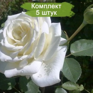 Саженцы чайно-гибридной розы Пола Штерн (Polarstern) -  комплект 5 шт.