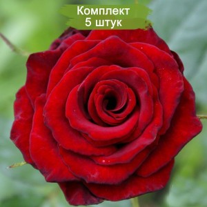 Саженцы чайно-гибридной розы Ред Наоми (Red Naomi) -  комплект 5 шт.