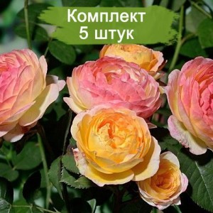 Саженцы шраб розы Розоман Жанон (Rosomane Janon ) -  комплект 5 шт.