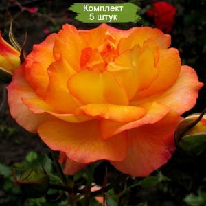 Саженцы кустовой розы Сахара -  комплект 5 шт.