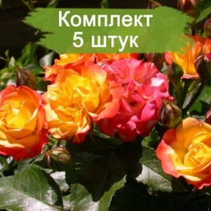 Саженцы чайно-гибридной розы Самба Пати (Samba Party) -  комплект 5 шт.