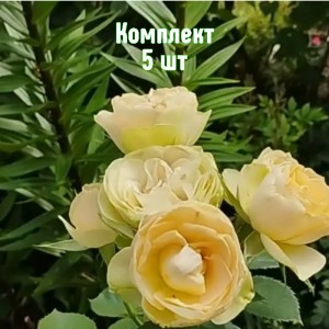 Саженцы розы Шампань Рококо (флорибунда) - комплект 5 шт.