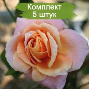 Саженцы плетистой розы Скугёрл (Schoolgirl) -  комплект 5 шт.
