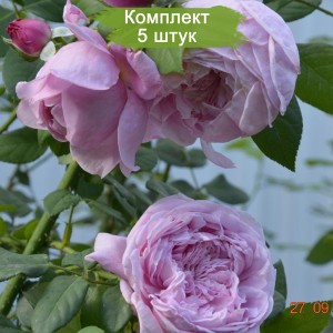 Саженцы шраб розы Спирит прерий (Spirit of Freedom) -  комплект 5 шт.