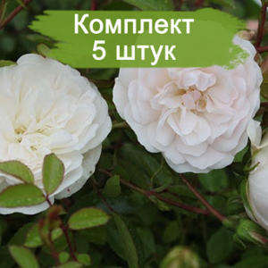 Саженцы почвопокровной розы Свани (Swany) -  комплект 5 шт.