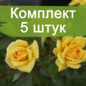 Саженцы спрей розы Йеллоу Эвелин (Yellow Eveline) -  комплект 5 шт.