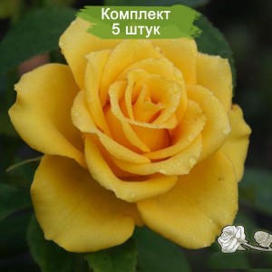 Саженцы чайно-гибридной розы Йеллоу Сан (Yellow Sun) -  комплект 5 шт.