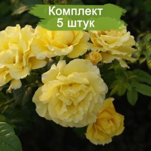 Саженцы плетистой розы Золотой Олимп (Goldener Olymp) -  комплект 5 шт.