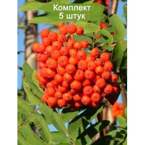 Саженцы рябины красной -  комплект 5 шт.