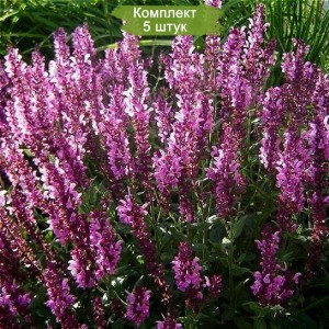 Саженцы шалфея дубравного Пинк Фрисланд (Pink Field) -  комплект 5 шт.