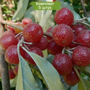 Саженцы шефердии Серебристой -  комплект 5 шт.
