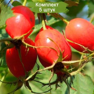 Саженцы шиповника обыкновенного -  комплект 5 шт.