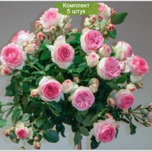 Саженцы штамбовой розы Эден Роуз (Eden Rose) -  комплект 5 шт.