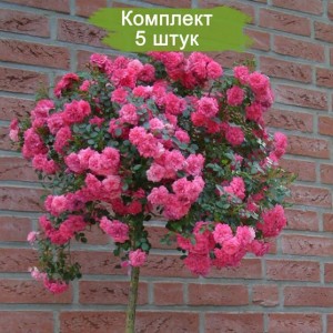 Саженцы штамбовой розы Книрпс (Knirps) -  комплект 5 шт.