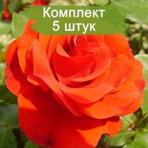 Саженцы штамбовой розы Ремембрэнс (Remembrance) -  комплект 5 шт.