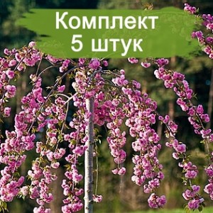 Саженцы сакуры (вишни декоративной) на штамбе Ошидори -  комплект 5 шт.