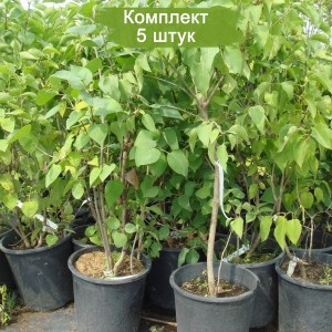 Сеянцы сирени Амурской (10-15 см.) -  комплект 5 шт.
